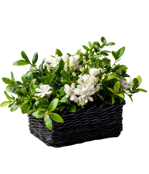 Blooming white flowers in black wicker planter