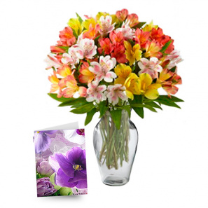 50 Blooms of Alstroemeria