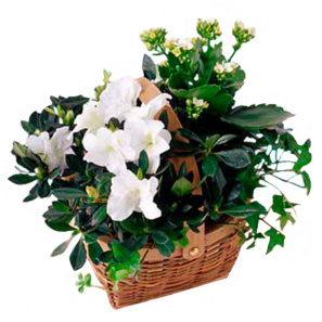 Blooming Plant Basket