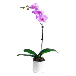 The Only Orchid Pink 